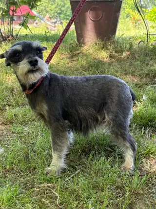 VIOLET/ mini 6lbs