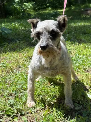 CYNTHIA
