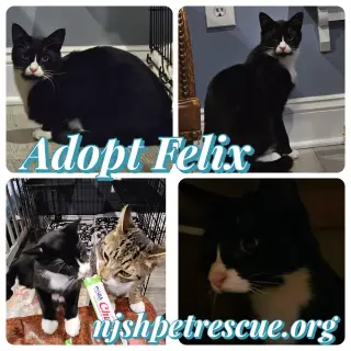 Felix