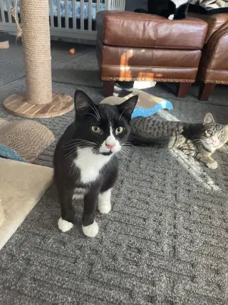 Felix