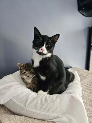 Felix
