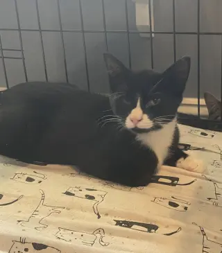 Felix