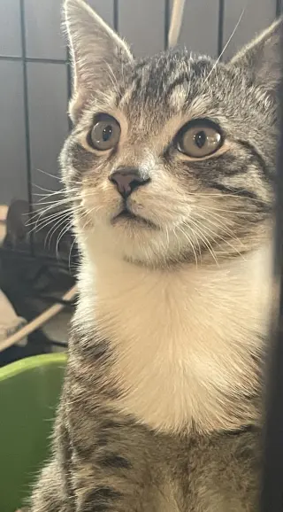 Baxter
