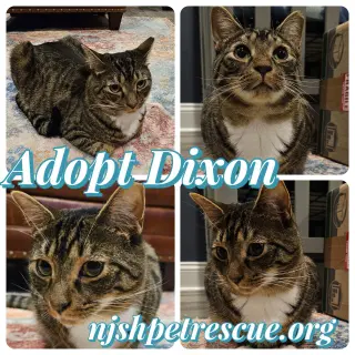 Dixon