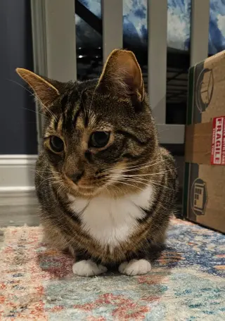 Dixon