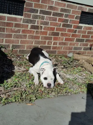 Olive (Courtesy Post)