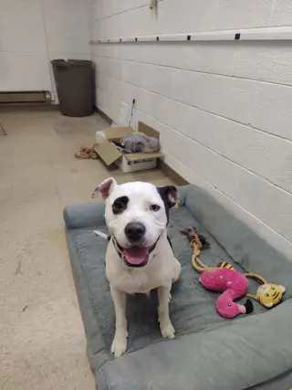 Olive (Courtesy Post)