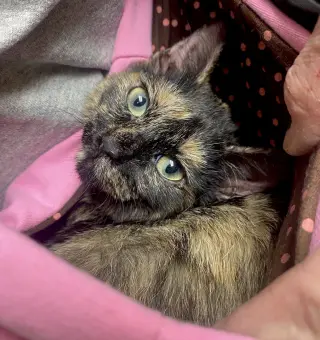 CAT - FOXY