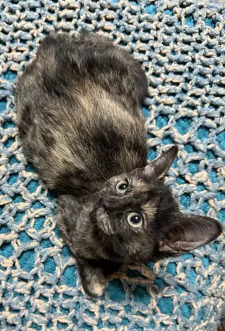 CAT - FOXY