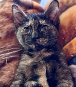 CAT - FOXY