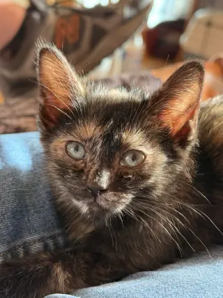 CAT - FOXY