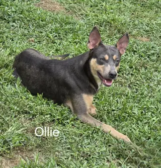 Ollie