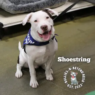 Shoestring