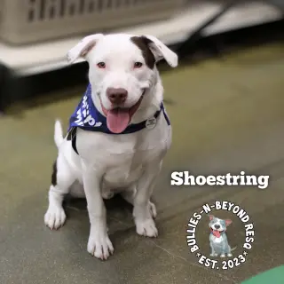 Shoestring