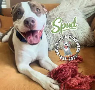 Spud