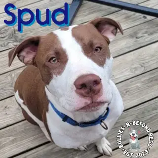 Spud