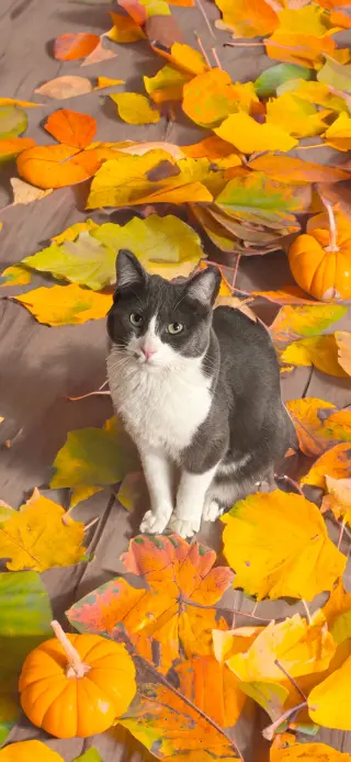 Belle