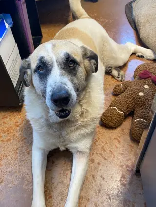 Luna Bear
