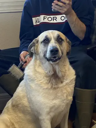 Luna Bear