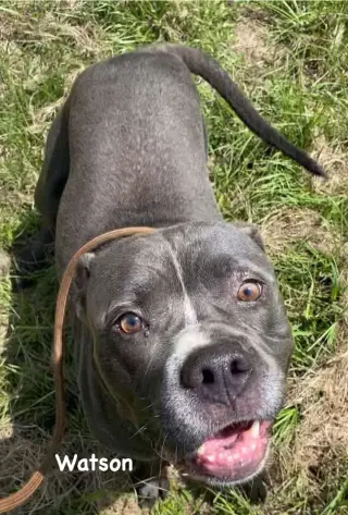 Watson