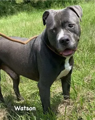 Watson