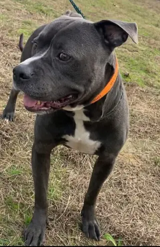 Watson