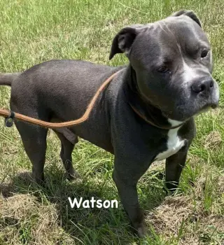 Watson