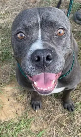 Watson