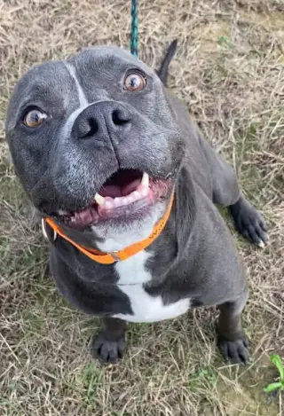 Watson