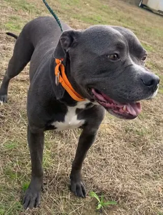 Watson