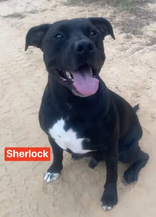 Sherlock