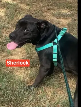 Sherlock