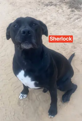 Sherlock