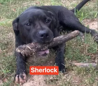 Sherlock