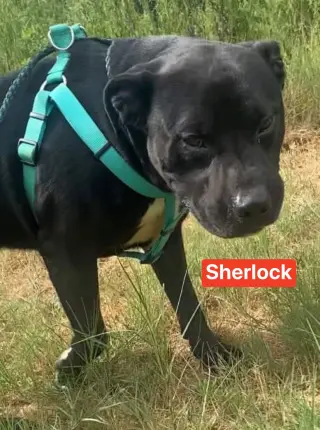 Sherlock