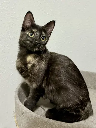 Josie