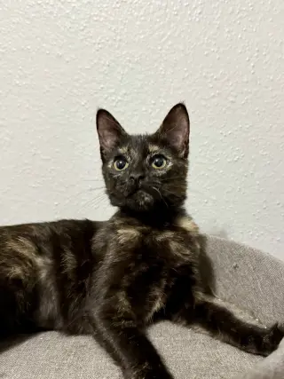Josie