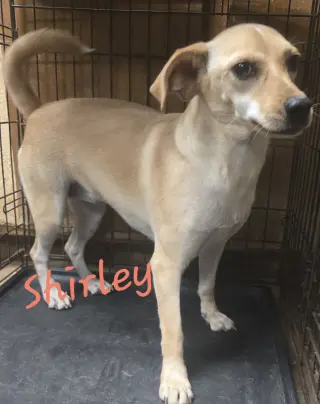 Shirley