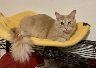 Milo