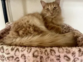 Milo