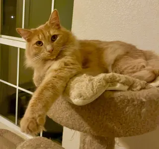 Milo