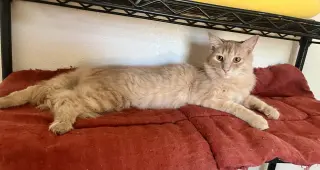 Milo