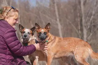 BAM BAM (red heeler)
