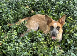 BAM BAM (red heeler)
