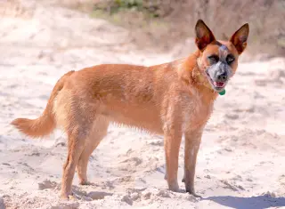 BAM BAM (red heeler)