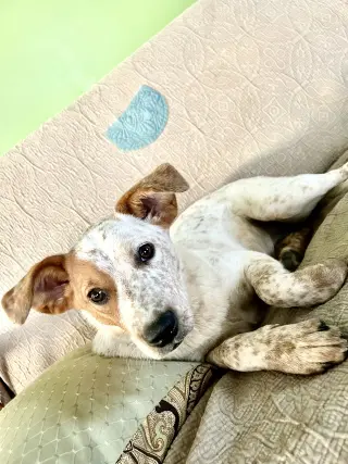 Lila