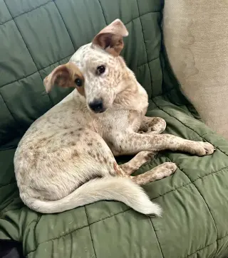 Lila