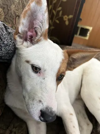 Roscoe