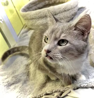 Vera