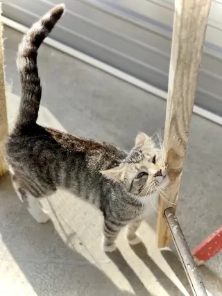 Dolly Purrton